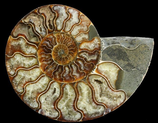Cut Ammonite Fossil (Half) - Agatized #47724